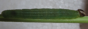 Hesperilla idothea clara - Final Larvae